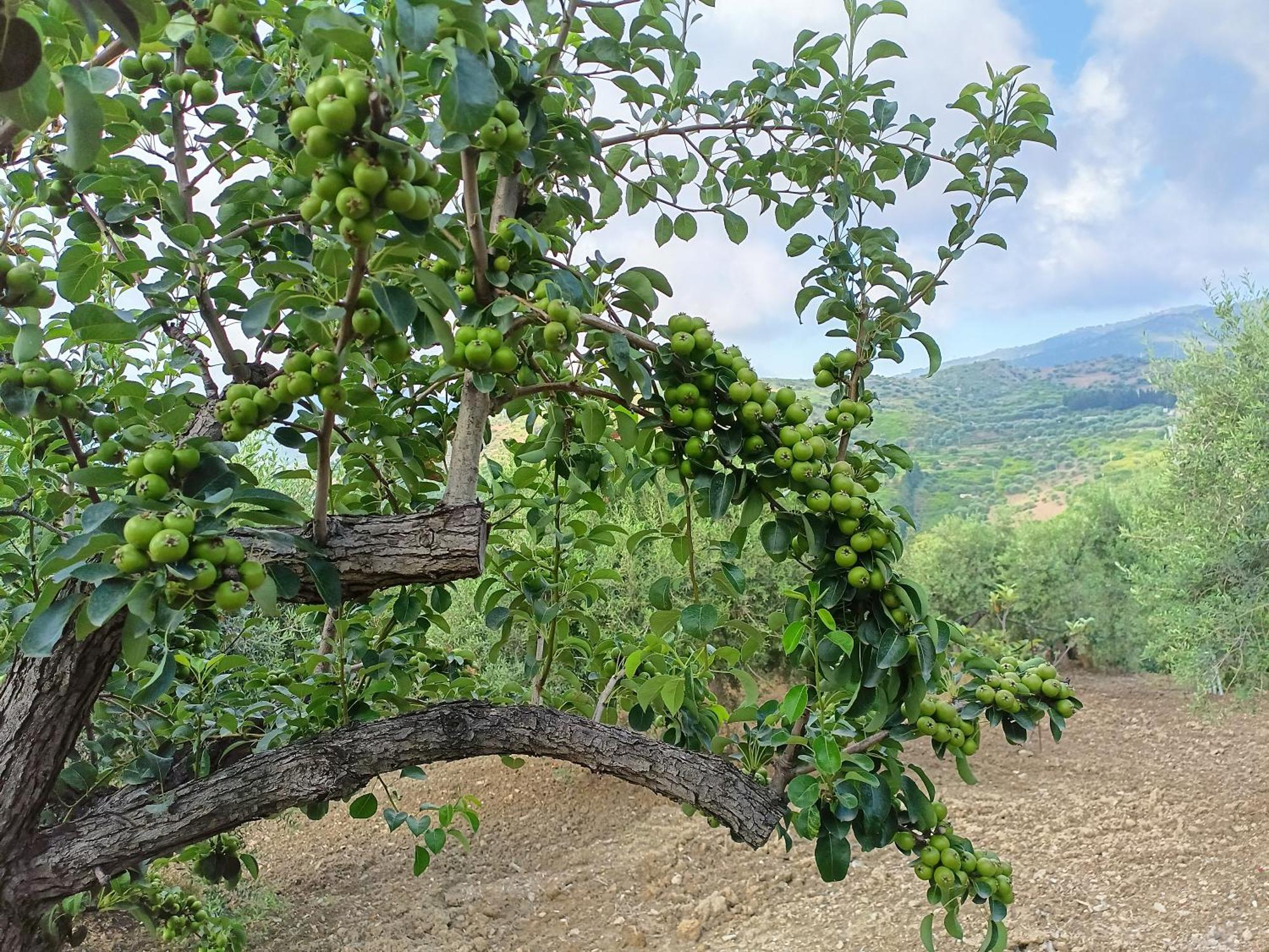 Вілла Agriturismo Le Campanelle - Sicilia - Cefalu Ласкарі Екстер'єр фото