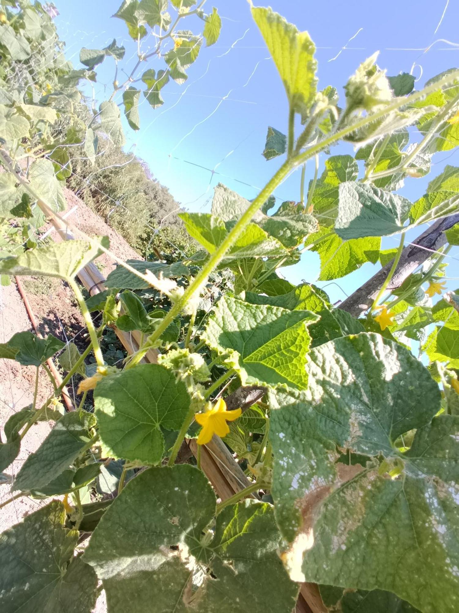 Вілла Agriturismo Le Campanelle - Sicilia - Cefalu Ласкарі Екстер'єр фото