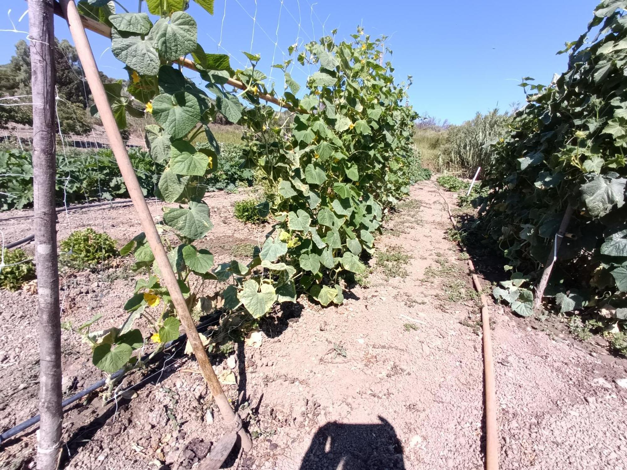 Вілла Agriturismo Le Campanelle - Sicilia - Cefalu Ласкарі Екстер'єр фото